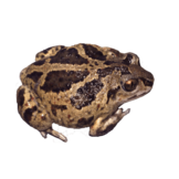 Pelobates fuscus eDNA qPCR-Nachweiskit