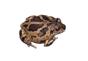 Pelobates fuscus eDNA qPCR Detection Kit