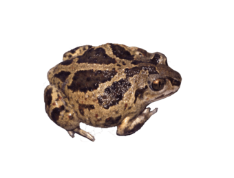 Pelobates fuscus eDNA qPCR-Nachweiskit