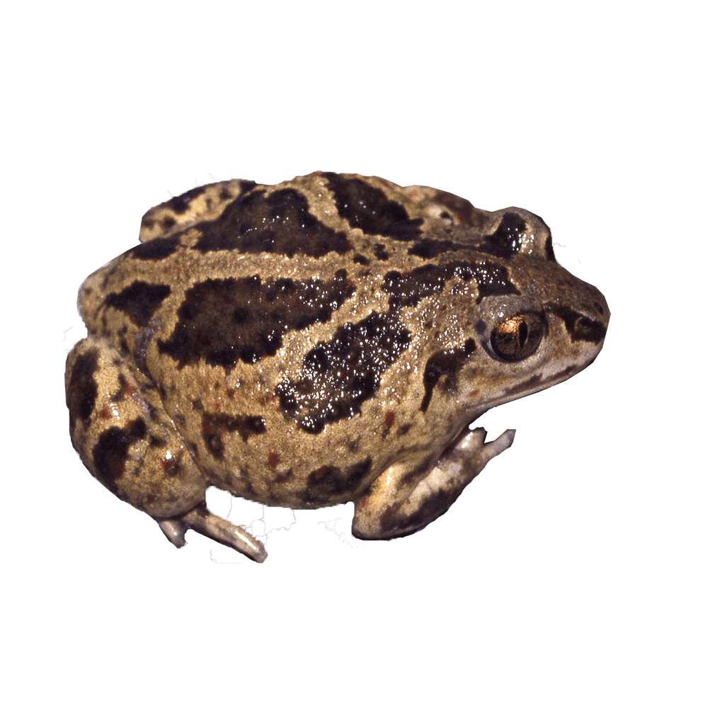 Pelobates fuscus eDNA qPCR-Nachweiskit