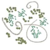 Cylindrospermopsin Cyanotox eDNA qPCR Detectiekit