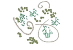 Cylindrospermopsin Cyanotox eDNA qPCR Detection Kit