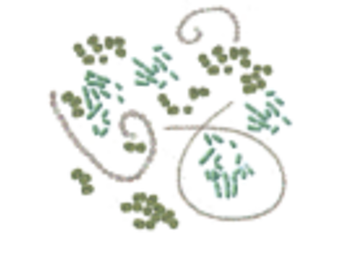 Cylindrospermopsin Cyanotox eDNA qPCR-Nachweiskit