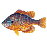 Lepomis gibbosus eDNA qPCR-Nachweiskit