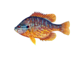 Lepomis gibbosus eDNA qPCR-Nachweiskit