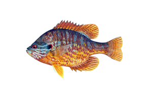 Lepomis gibbosus eDNA qPCR Detection Kit