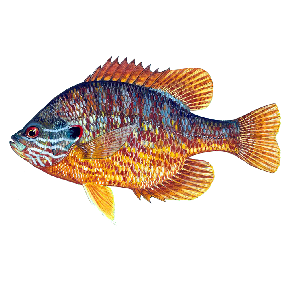 Lepomis gibbosus eDNA qPCR-Nachweiskit