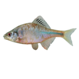 Rhodeus amarus eDNA qPCR-Nachweiskit