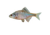 Rhodeus amarus eDNA qPCR-Nachweiskit