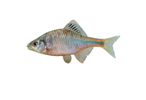 Rhodeus amarus eDNA qPCR Detection Kit