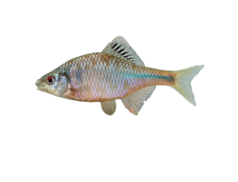 Rhodeus amarus eDNA qPCR Detection Kit