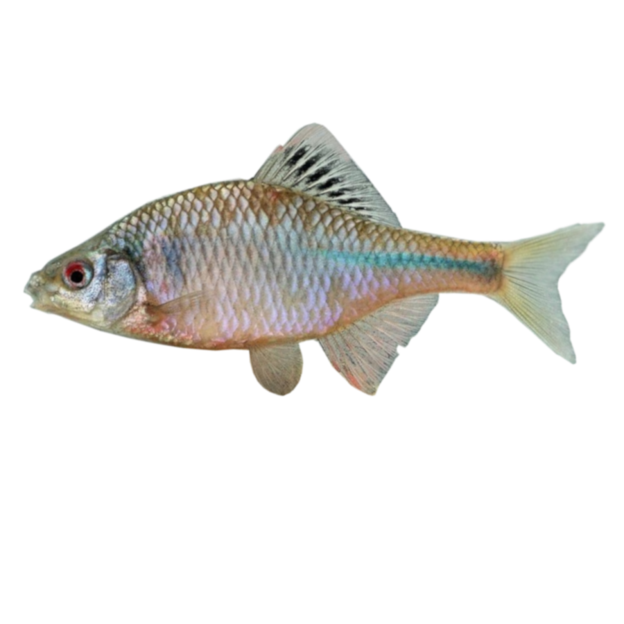 Rhodeus amarus eDNA qPCR-Nachweiskit