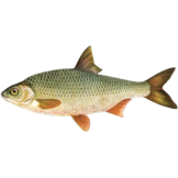 Rutilis rutilis eDNA qPCR Detection Kit