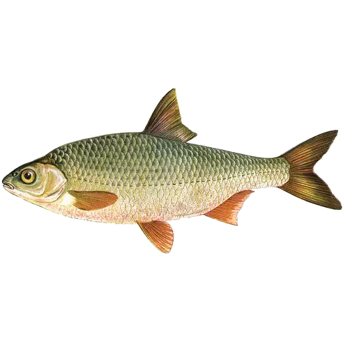 Rutilis rutilis eDNA qPCR-Nachweiskit