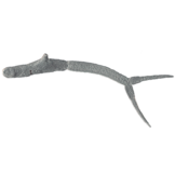 Trichobilharzia sp. eDNA qPCR Detection Kit