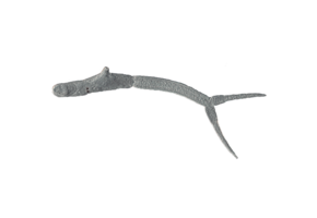 Trichobilharzia sp. eDNA qPCR Detection Kit