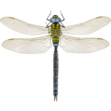 Aeshna viridis eDNA qPCR-Nachweiskit