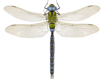 Aeshna viridis eDNA qPCR-Nachweiskit