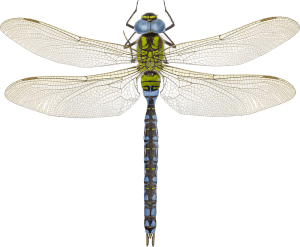 Aeshna viridis eDNA qPCR-Nachweiskit