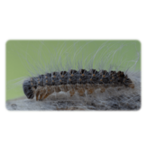 Thaumetopoea processionea eDNA qPCR Detectiekit