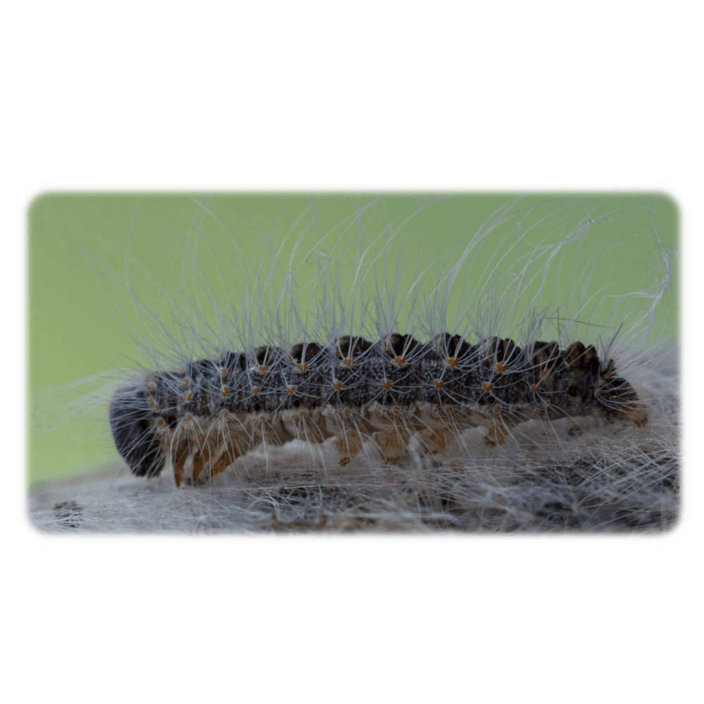 Thaumetopoea processionea eDNA qPCR Detection Kit