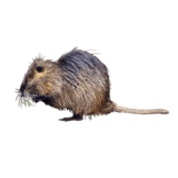 Ondatra zibethicus eDNA qPCR-Nachweiskit