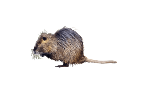 Ondatra zibethicus eDNA qPCR Detectiekit