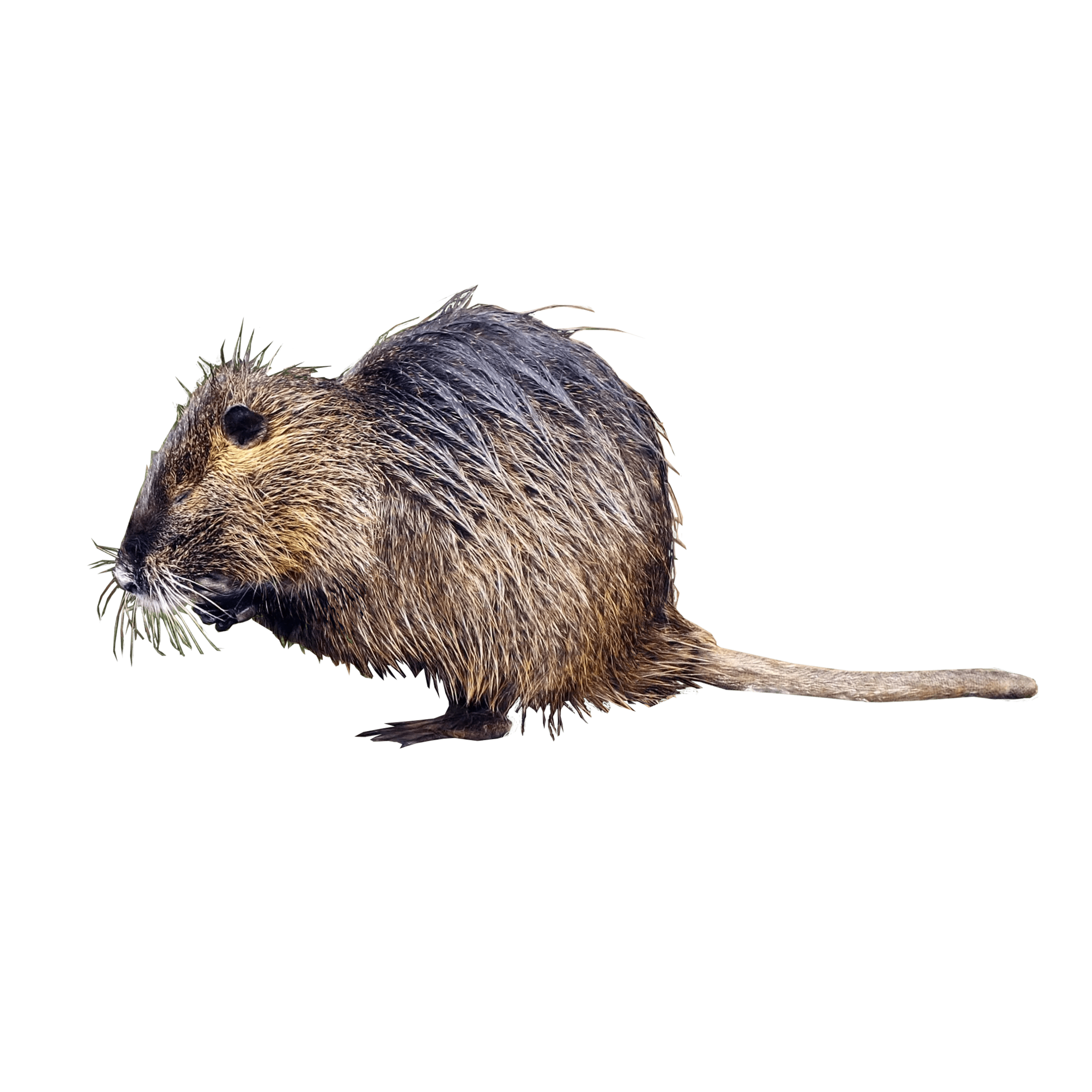 Ondatra zibethicus eDNA qPCR-Nachweiskit