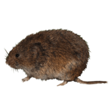 Alexandromys oeconomus eDNA qPCR-Nachweiskit