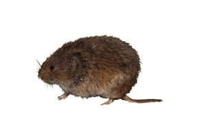 Alexandromys oeconomus eDNA qPCR Detection Kit