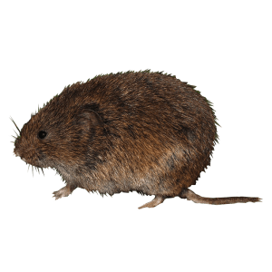 Microtus oeconomus eDNA qPCR Detectiekit