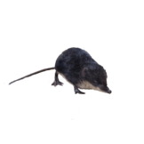 Neomys fodiens eDNA qPCR-Nachweiskit