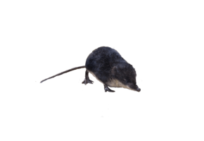 Neomys fodiens eDNA qPCR Detection Kit