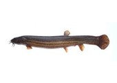 Misgurnus fossilis eDNA qPCR-Nachweiskit