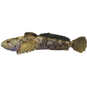 Cottus perifretum/rhenanus eDNA qPCR-Nachweiskit