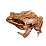 Rana arvalis eDNA qPCR-Nachweiskit