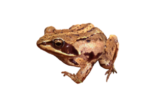 Rana arvalis eDNA qPCR Detection Kit