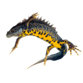 Triturus cristatus eDNA qPCR Detection Kit