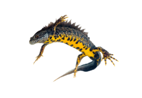 Triturus cristatus eDNA qPCR Detection Kit