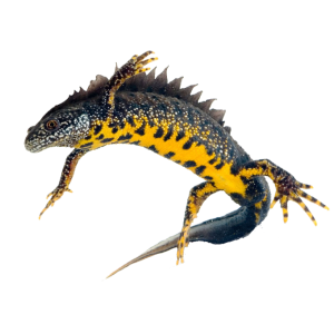 Triturus cristatus eDNA qPCR-Nachweiskit