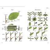 Das illustrierte Pflanzen-Glossar - Ein visuelles Wörterbuch für die Feldbotanik