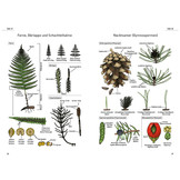 Das illustrierte Pflanzen-Glossar - Ein visuelles Wörterbuch für die Feldbotanik