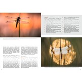 Fotografiegids Vlinders en Libellen - Alle fotogenieke soorten van de Benelux