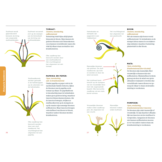 Zelf zaden telen - Basisboek voor zaadteelt in de moestuin