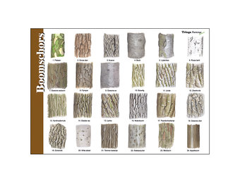 Identification Card Bark