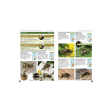 Britain's Insects - A Field Guide to the Insects of Great Britain and Ireland