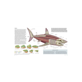 Sharks of the World - A Complete Guide