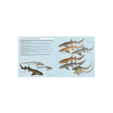 Sharks of the World - A Complete Guide