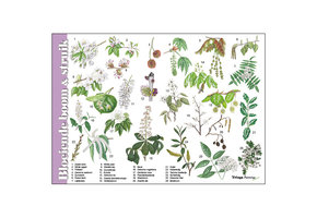 Bestimmungshilfe blühender Baum und Strauch