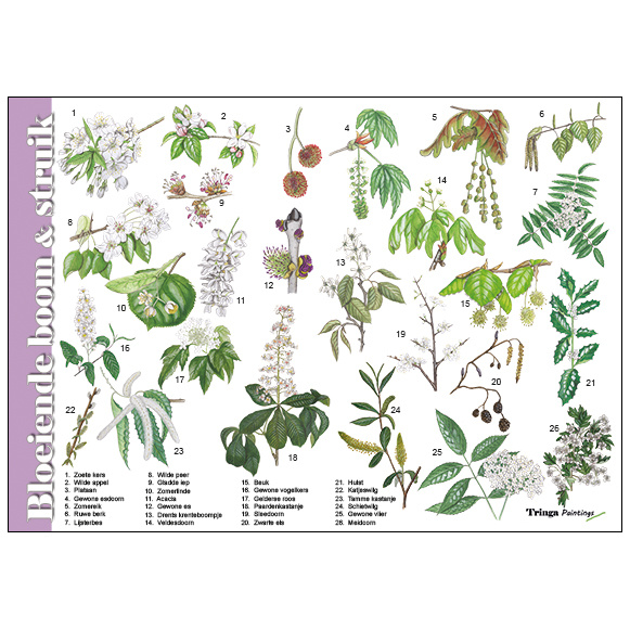 Identification Card flowering tree and shrub